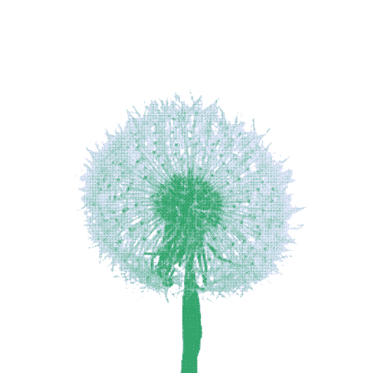 민들레